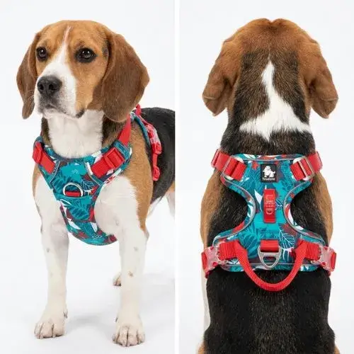 Chien de race Beagle vu de face et de dos portant le harnais anti-traction ergonomique Truelove motif tropical bleu