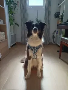 Harnais pour chien Truelove Country Plus - Édition Camouflage photo review