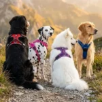 Quatre chiens de races différentes (Bouvier, Dalmatien, Samoyède, Golden Retriever) assis calmement en montagne, portant le harnais anti-traction Truelove en rouge, rose, violet et bleu.