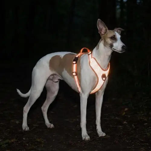 Harnais Chien Haute Visibilité Truelove Mountain : Réfléchissant à 360° Harnais chien réfléchissant haute visibilité