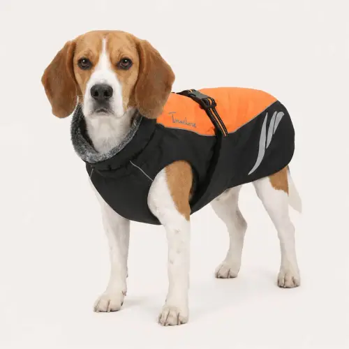 Beagle avec manteau Truelove en studio