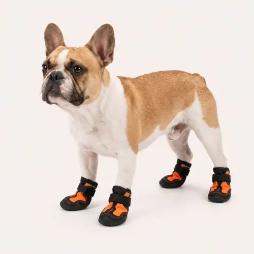 Bulldog français avec bottes de protection