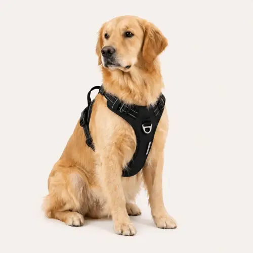 Golden retriever avec un harnais Truelove