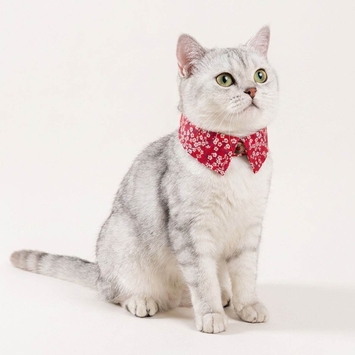 Collier pour chat Truelove