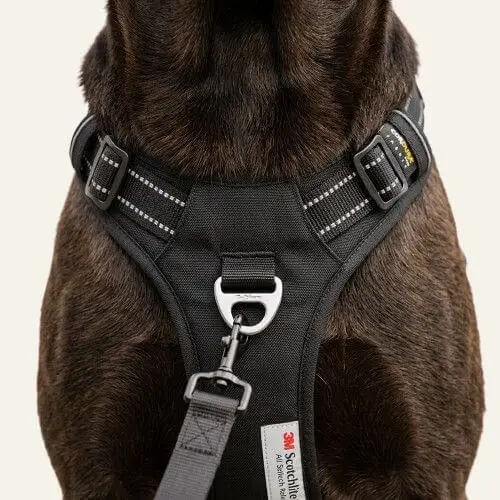 attache-frontale-harnais-anti-traction-gros-chien Gros plan sur l'attache frontale d'un harnais anti-traction Truelove sur le poitrail d'un chien
