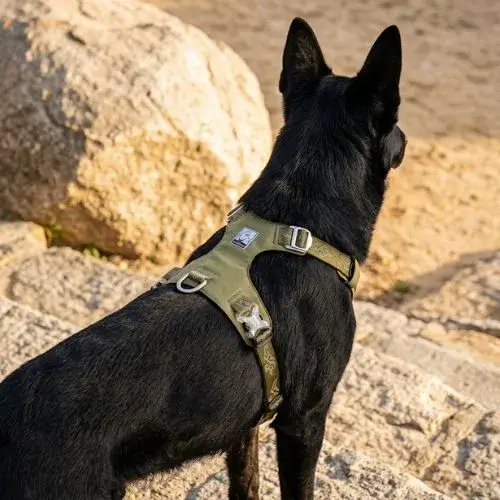 Chien noir vu de dos portant le harnais ergonomique léger Colorado Plus en kaki lors d'une balade.