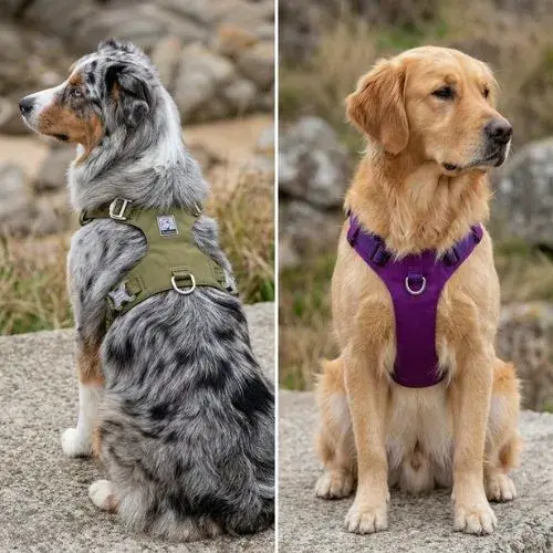 Ajustement Morphologie Harnais Toutes Races Chiens Un Berger Australien et un Golden Retriever portant le harnais ergonomique Colorado Plus ajusté à leur taille.