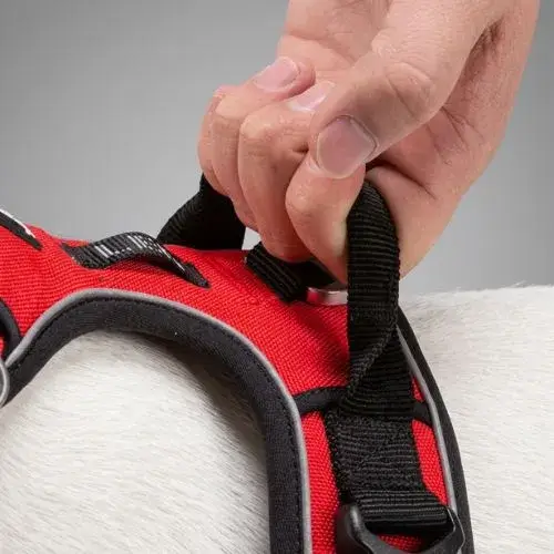 Main retenant fermement un chien grâce à la poignée de contrôle dorsale du harnais en milieu urbain