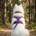 Chien Samoyède blanc vu de dos en forêt, équipé du harnais anti-traction, du collier et de la laisse Truelove de couleur violette
